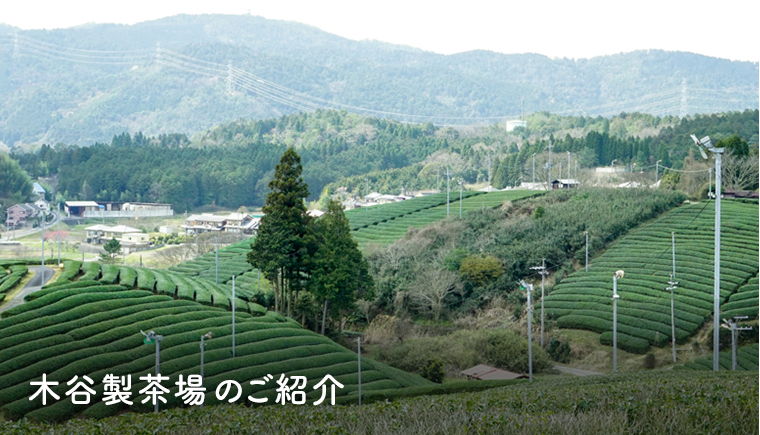 木谷製茶場のご紹介